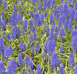 muscari blue blossom background