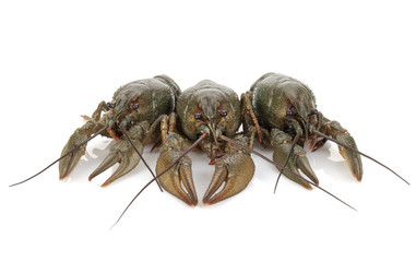 Three crayfishes
