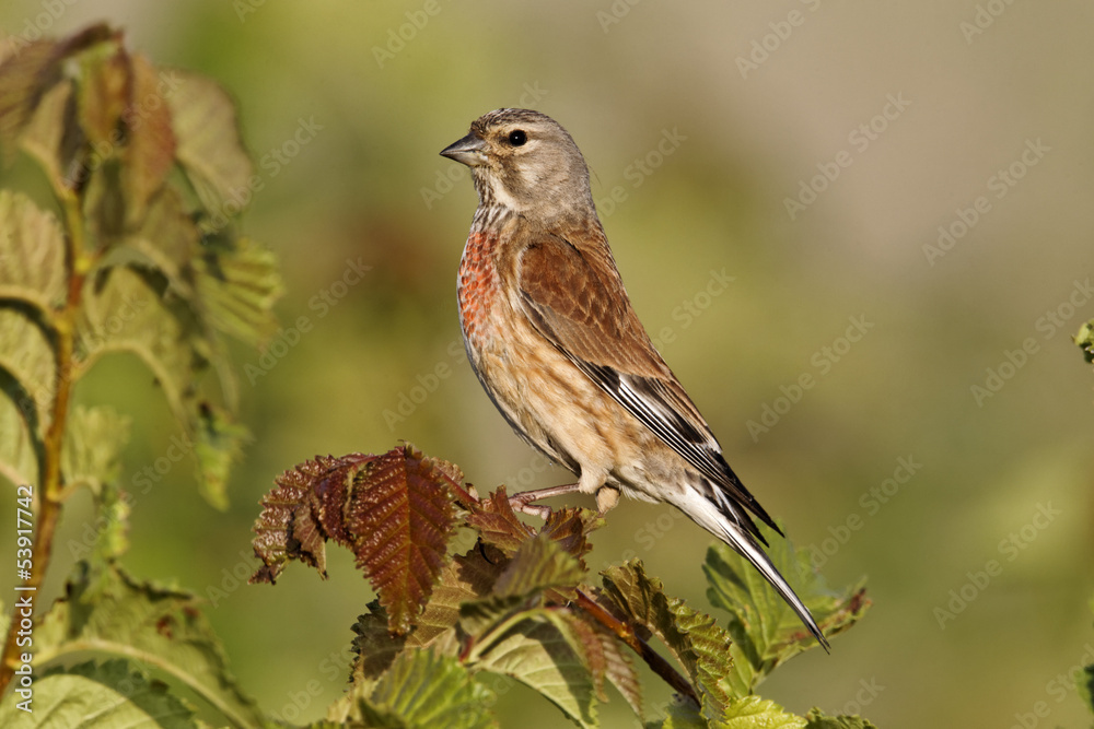 Canvas Prints Linnet, Carduelis cannabina, male