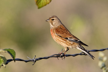 Linnet, Carduelis cannabina, male