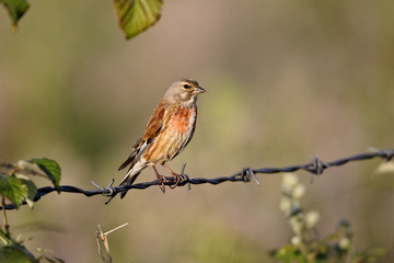 Linnet, Carduelis cannabina, male