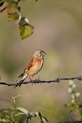Linnet, Carduelis cannabina, male