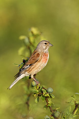 Fototapeta premium Linnet, Carduelis cannabina, male