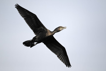 Little-black cormorant, Phalacrocorax sulcirostris