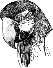 head of parrot