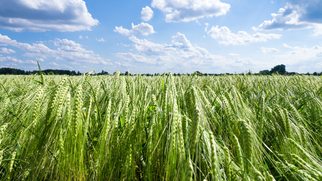 Ear of barley on field