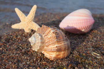 Seashells and starfish.