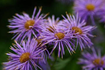 purple flower