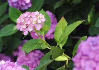 紫陽花_ピンク_白