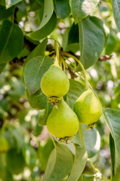 Young little green pears on the tree