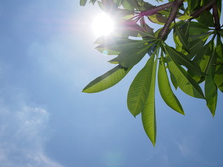 Leaves of frangipani and blue sky