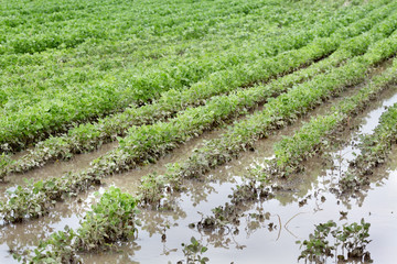Agriculture, natural disaster, flood in soy field, spring