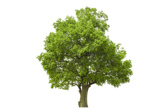 Tree isolated with white background