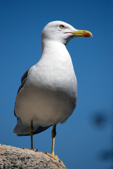 Seagull