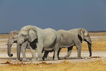 Fototapeta na wymiar group of elephants in the national park of Namibia