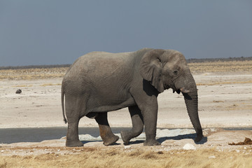 elephant in the national park of Namibia