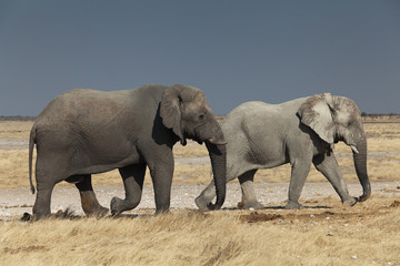 Fototapeta premium group of elephants in the national park of Namibia