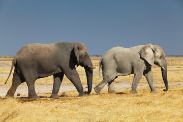 group of elephants in the national park of Namibia