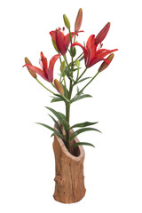 A bouquet of red lilies in a wooden vase isolated on white