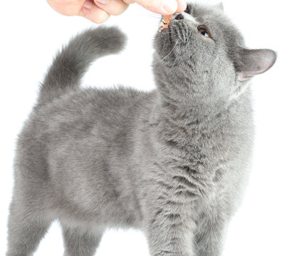 British xat eating ham.
