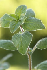 Close-up of oregano.