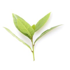Branch of bay leaf on white background