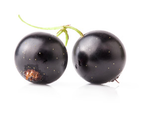 Black currant isolated on white background