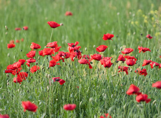 poppy field