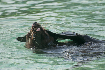 Fototapeta premium South american sea lion