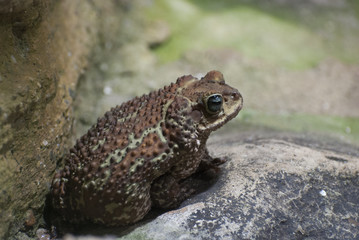 Bufo peltocephalus