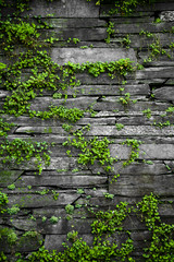 Fototapety  Stary kamienny mur z liśćmi w tle