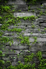 Papier Peint photo Pierres Old stone wall with leaves background