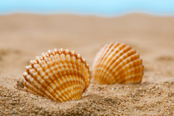 Seashells on sand