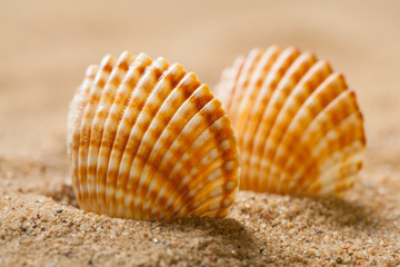 Seashells on sand