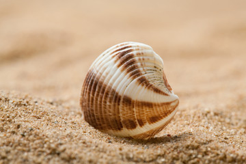 Obraz na płótnie Canvas Beautiful seashell on sandy beach