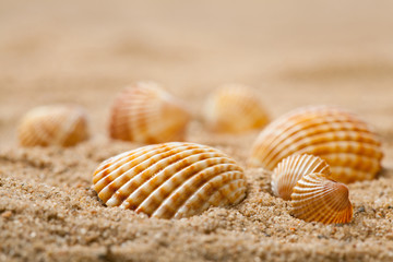 Beautiful seashells in sand