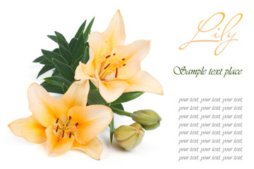 Holiday card with yellow lily and the text on a white background