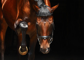Formidable horse hoof stomps