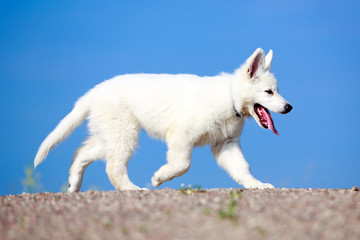 White Swiss Shepherd puppy