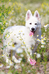 White Swiss Shepherd puppy