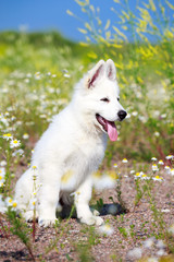Obraz premium White Swiss Shepherd puppy