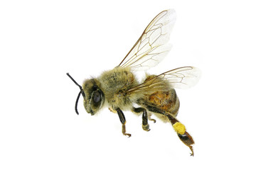 Flying bee