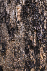 Tree trunk