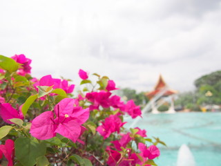 Bougainvillea and fountain