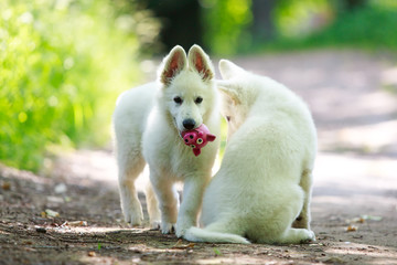 White Swiss Shepherd puppy