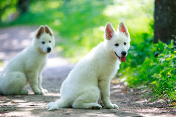 Naklejka na ściany i meble White Swiss Shepherd puppy