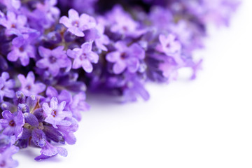 Naklejka premium Lavender Flowers