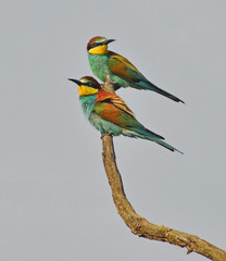 colorful birds couple