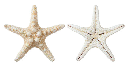starfish isolated on white background © koosen