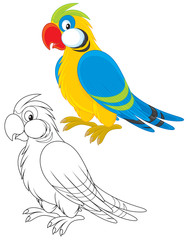Fototapeta premium Parrot